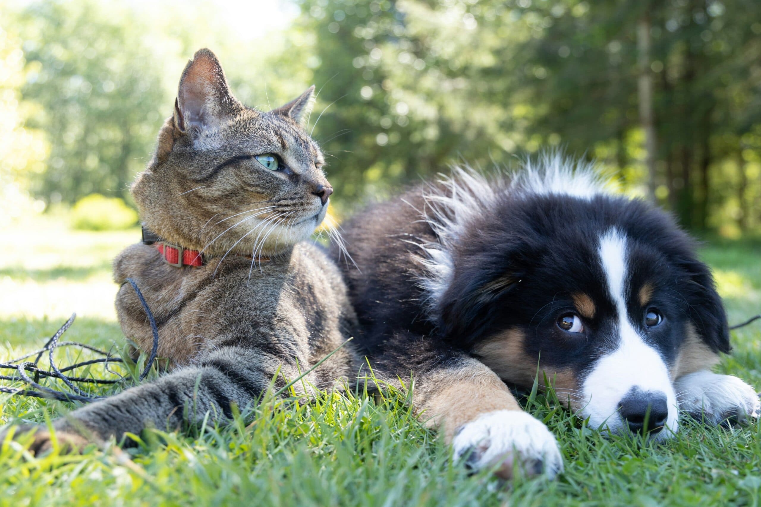 Mauritius Pet Relocation – Requirements